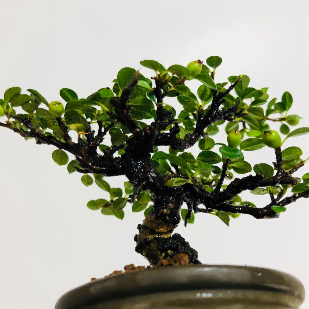 日本高級盆景紅紫檀掌上盆 傢俬 家居 家居裝飾 人工植物盆栽 Carousell