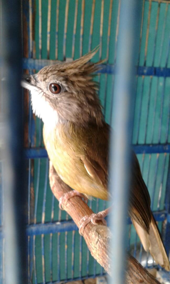 Burung Cucak Jenggot Medan Sehat Rajin Bunyi Mbeseet Ngeplong Pet