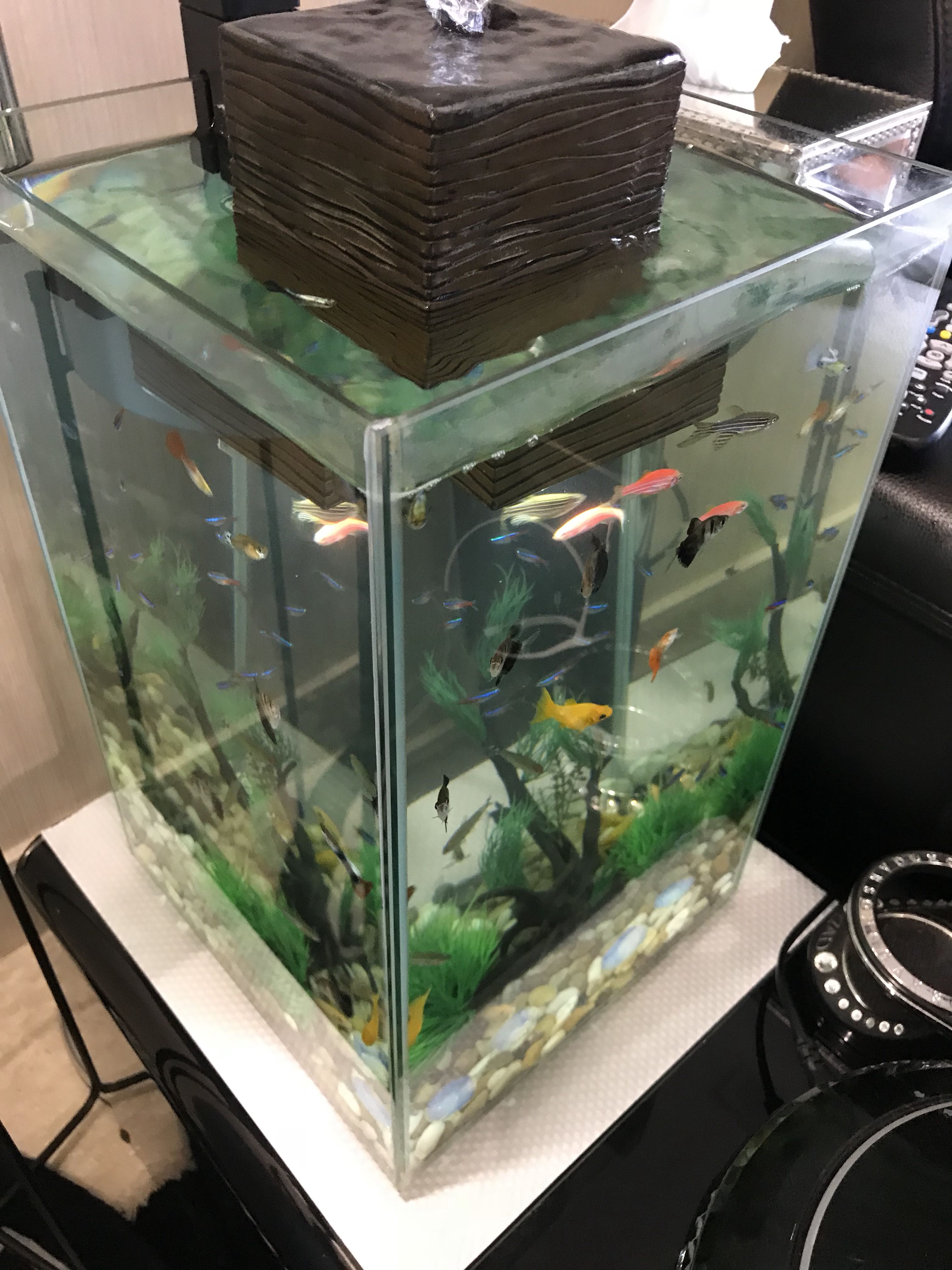 fluval chi fish tank