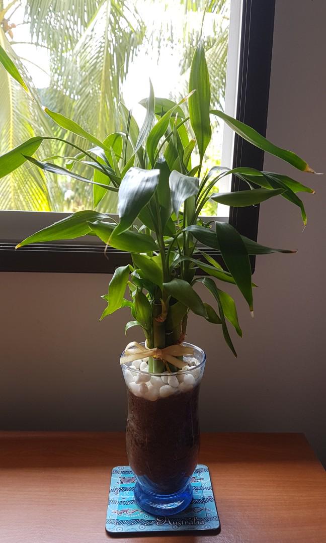 Lucky Bamboo Gardening Plants On Carousell