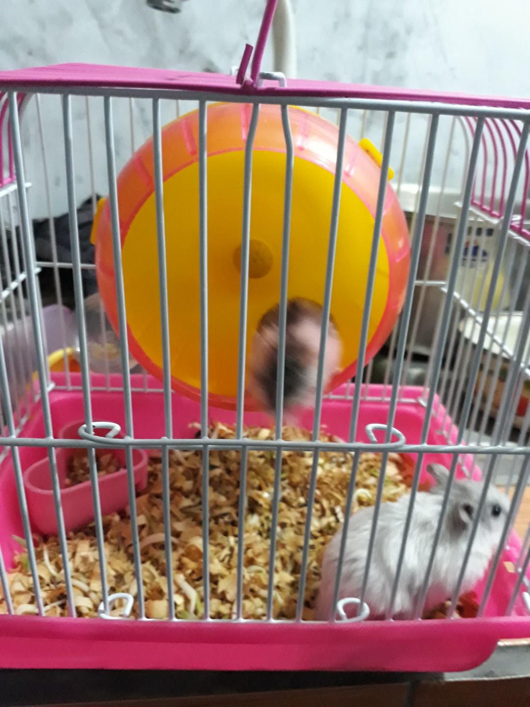 56 Gambar Desain Rumah Hamster Terbaru