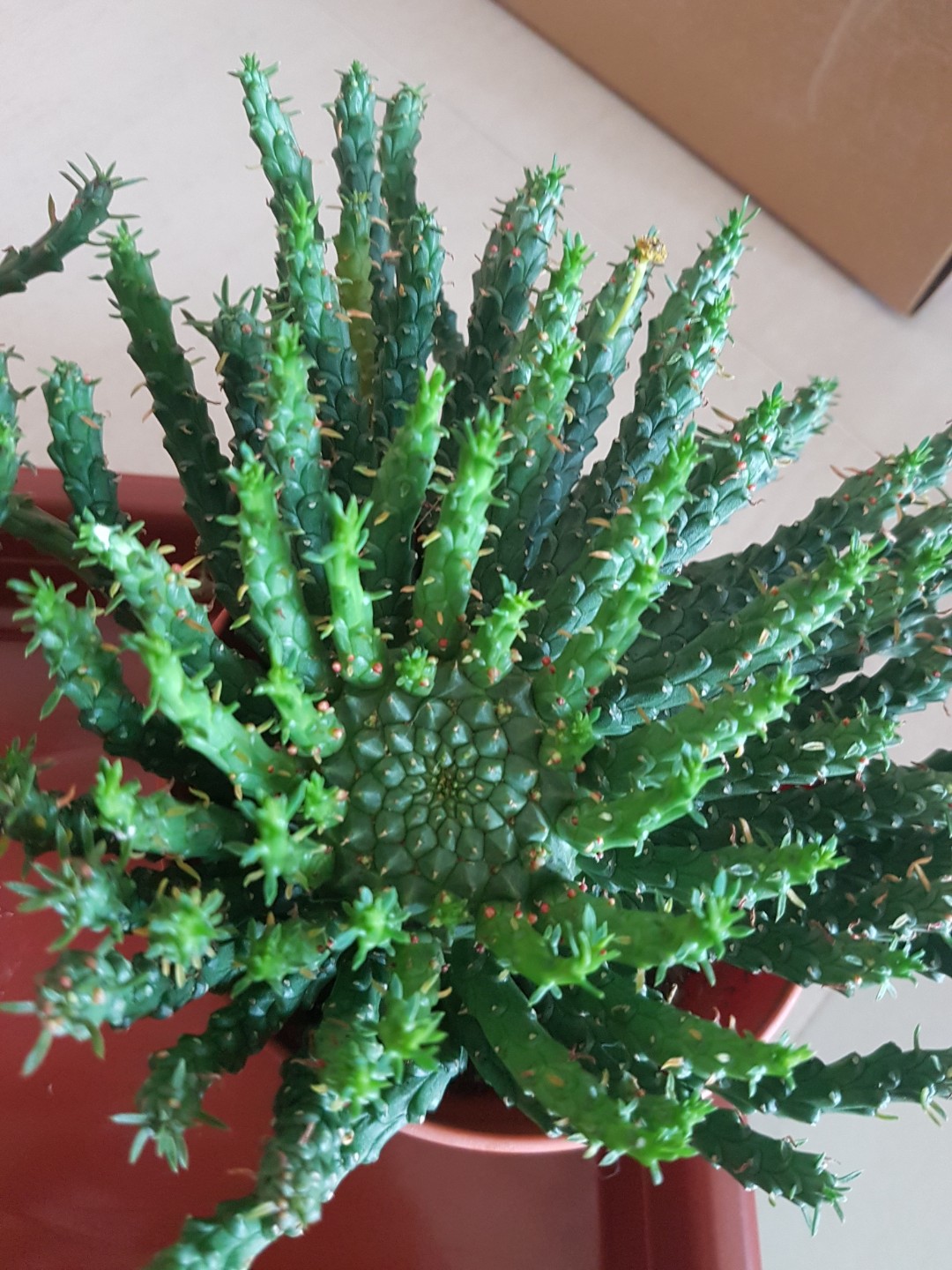 Toad Cactus (Orbea Variegata), Furniture & Home Living, Gardening