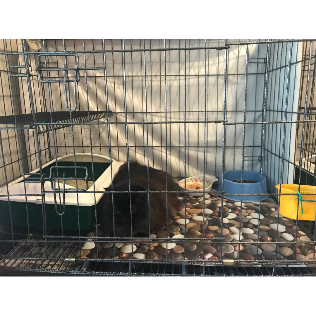 Cat Cage / Sangkar Kucing, Pet Supplies, Pet Accessories on Carousell