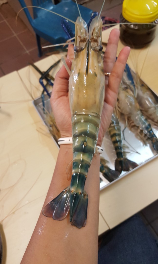 Udang Galah Air Tawar Belajar Agribisnis