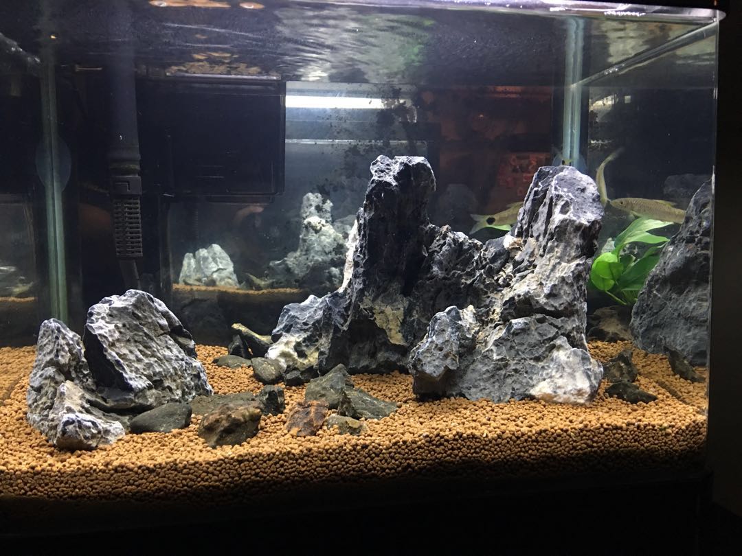 aquascape ideas