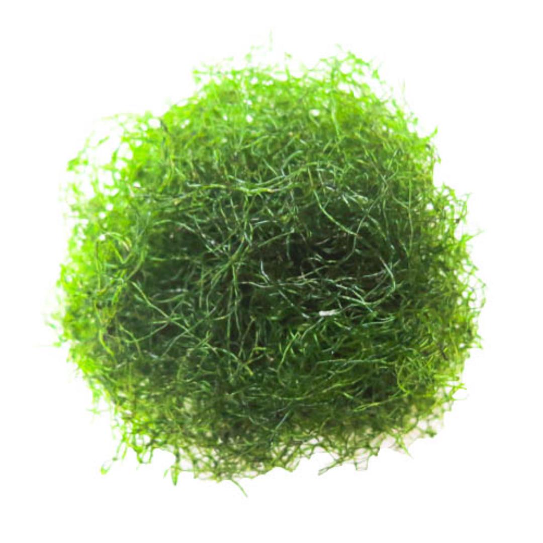 Chaetomorpha Algae Pods Live Feeds Marine Biofiltration Nitrate Phosphate Remover Pet Supplies For Fish Fish Tank Accessories On Carousell