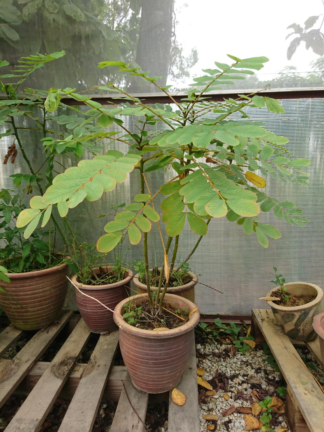 Pokok daun sanna