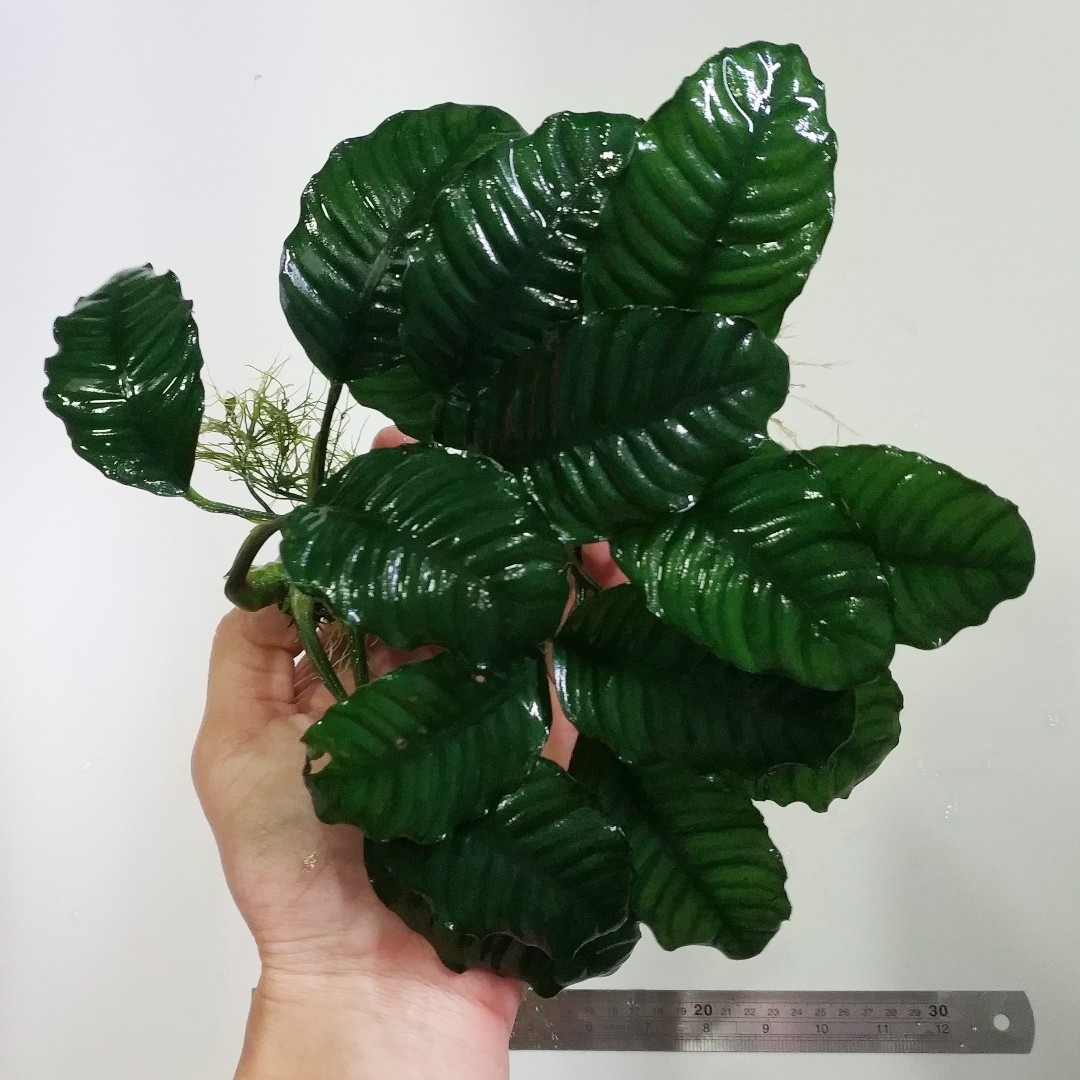 Anubias coffeefolia, Furniture & Home Living, Gardening, Plants & Seeds ...