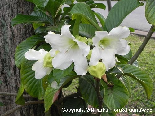Easter Lily Vine Herald S Trumpet Vine Beaumontia Grandiflora Gardening Pots Planters On Carousell