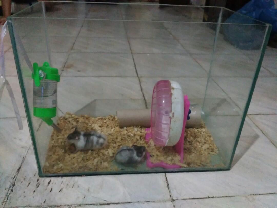 Kandang Hamster Hamster Aksesoris Hamster
