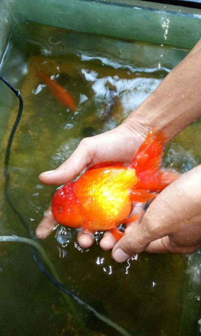 Mas Koki Jumbo Oranda Lion Head Grade Super Male Perlengkapan Hewan Aksesoris Hewan Di Carousell