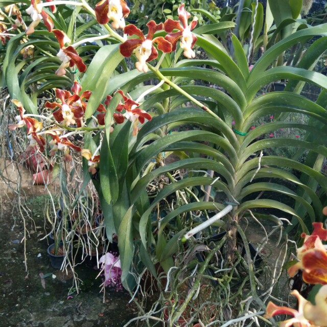 Download Gambar Bunga Orkid Hutan Vina Gambar
