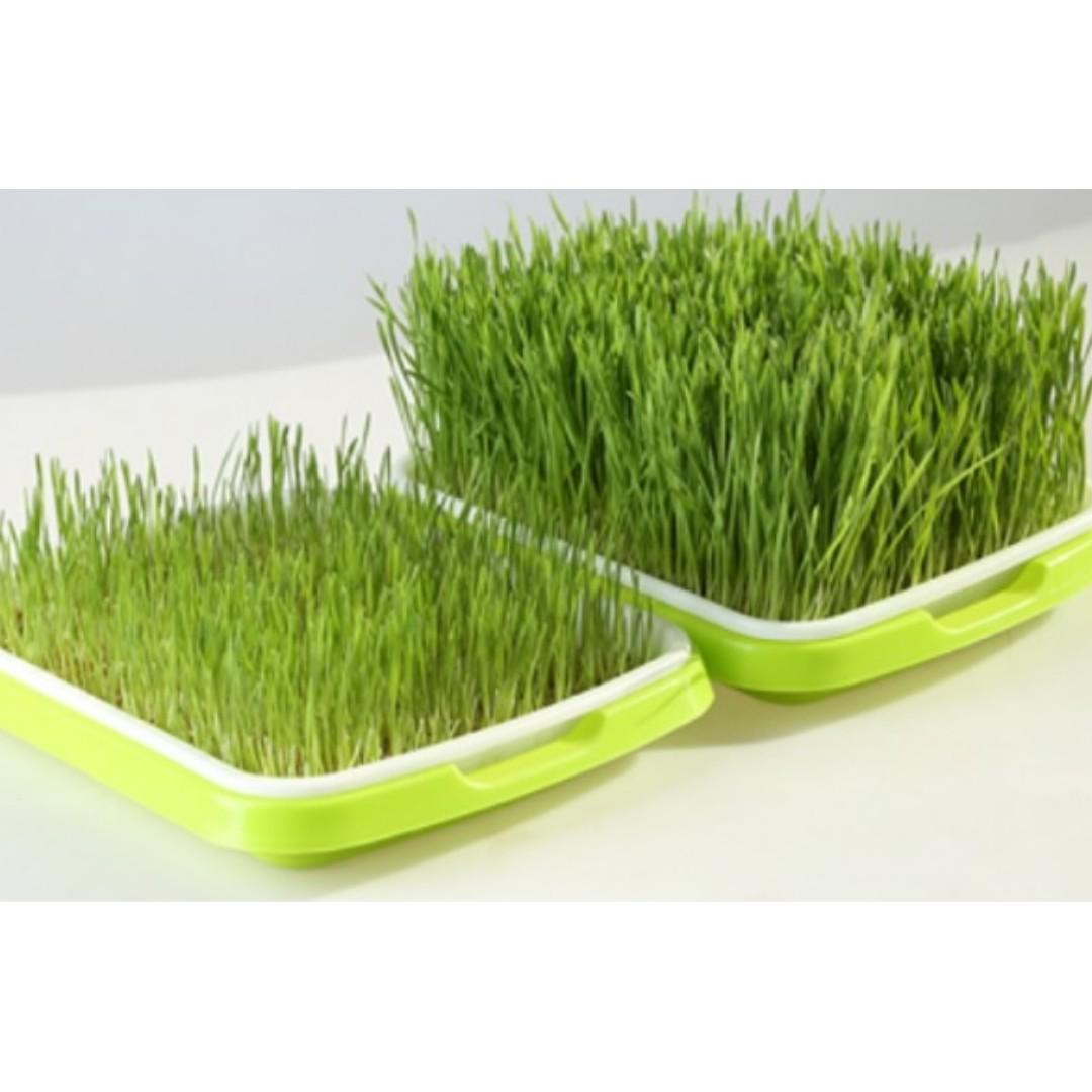 Hydroponics Sprouting Kit Gardening Pots Planters On Carousell
