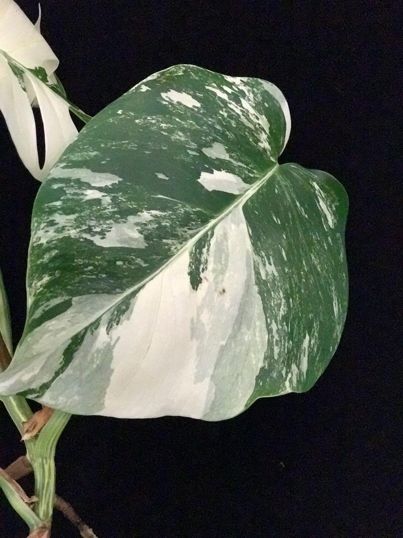 Variegated monstera white for sale, Furniture &amp; Home