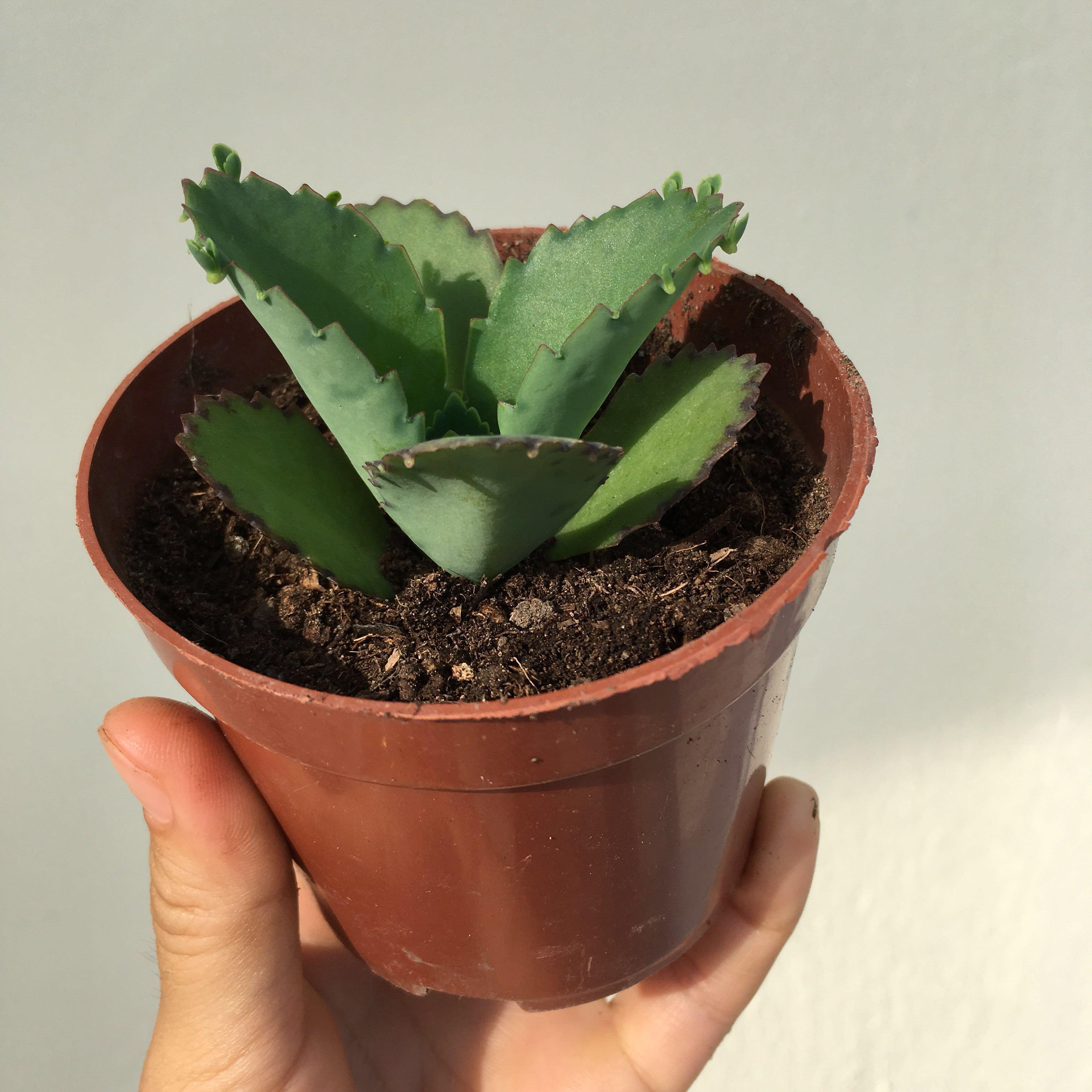7cm 多肉植物不死鳥 落地生根 蕾絲公主盆栽 傢俬 家居 園藝 植物及種子 Carousell