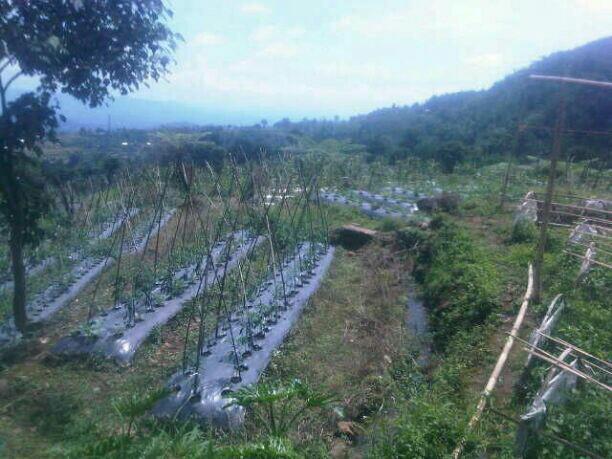 Jual Tanah 90rb Per M2 Kawasan Wisata Gunung Bunder Bogor Properti Dijual Di Carousell