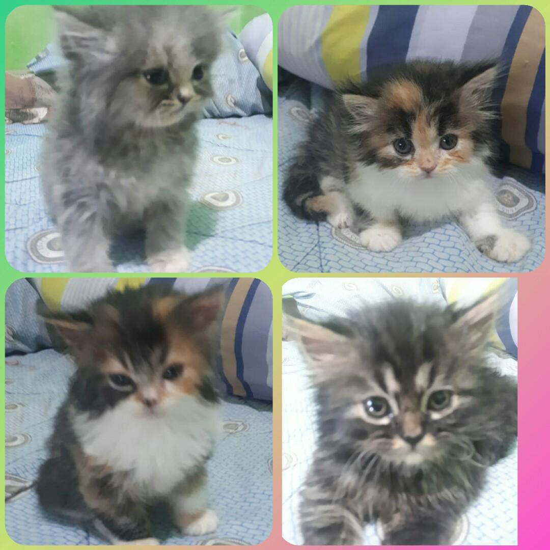 Kitten Flatnose Perlengkapan Hewan Aksesoris Hewan Di Carousell