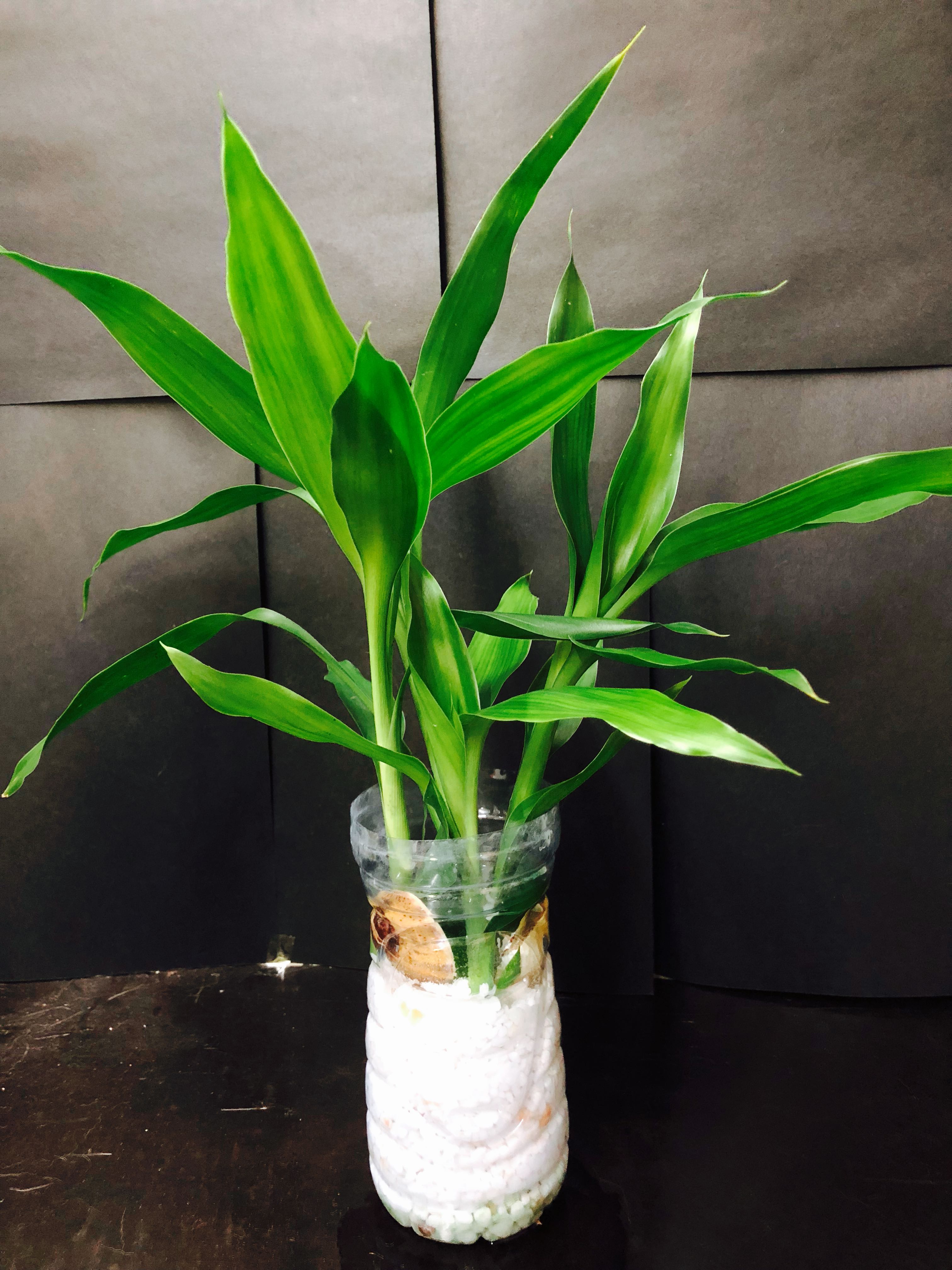 水種植物富貴竹室內盆栽綠葉sander S Dracaena Evergreen Plant Water Lucky Bamboo 開運竹辦公室 傢俬 家居 Gardening Plants Carousell