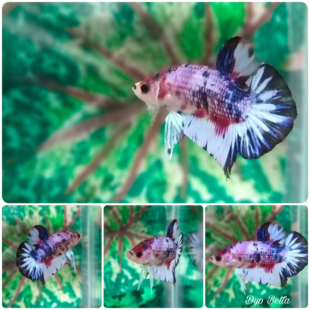 Ikan Cupang Plakat Fancy Perlengkapan Hewan Makanan Hewan Di Carousell