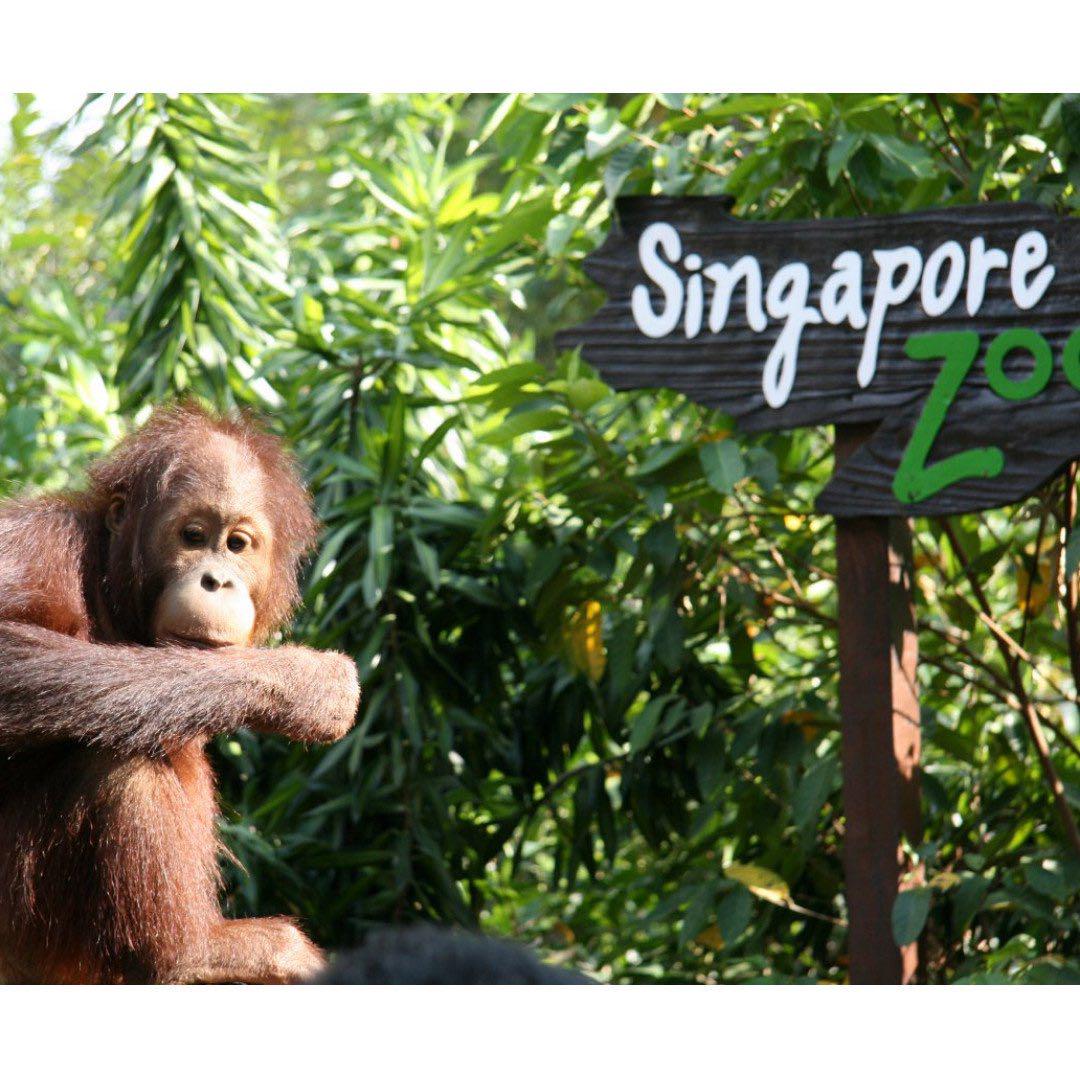 Singapore Zoo Night Safari Jurong Bird Park River Safari