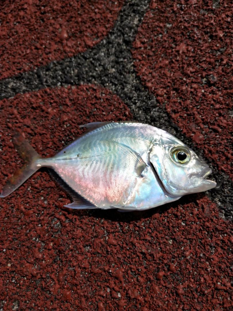 Fishing Hook Tamban Hook Sports Sports Games Equipment On