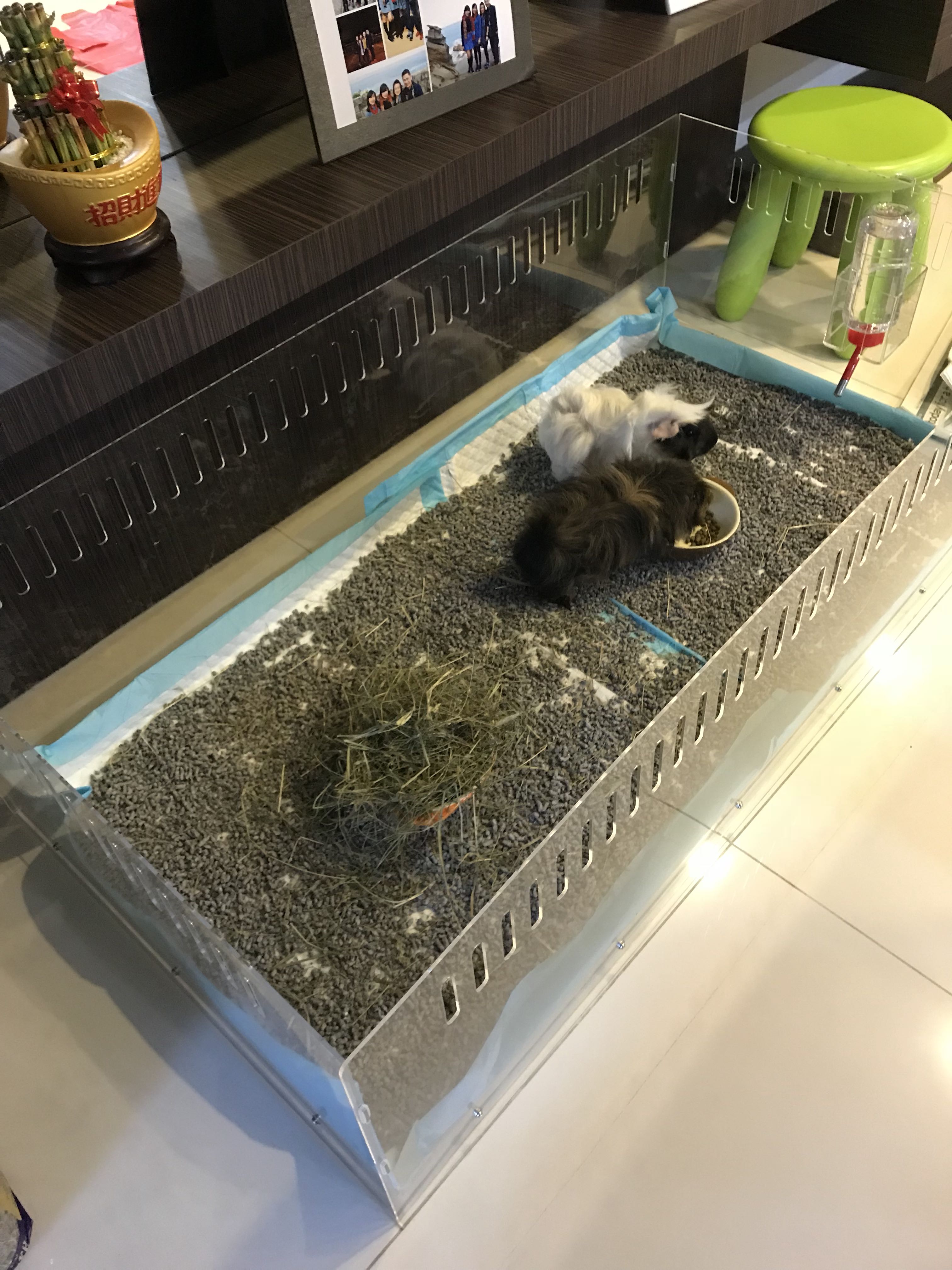 Acrylic Guinea Pig Cage Pet Supplies Homes Other Pet Accessories on Carousell