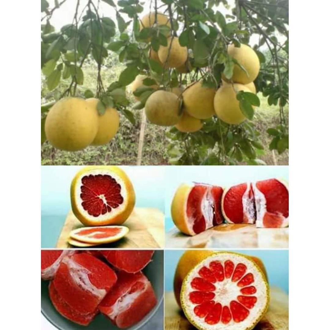 Limau Bali Isi Merah Red Fleshed Pomelo Home Furniture Gardening On Carousell