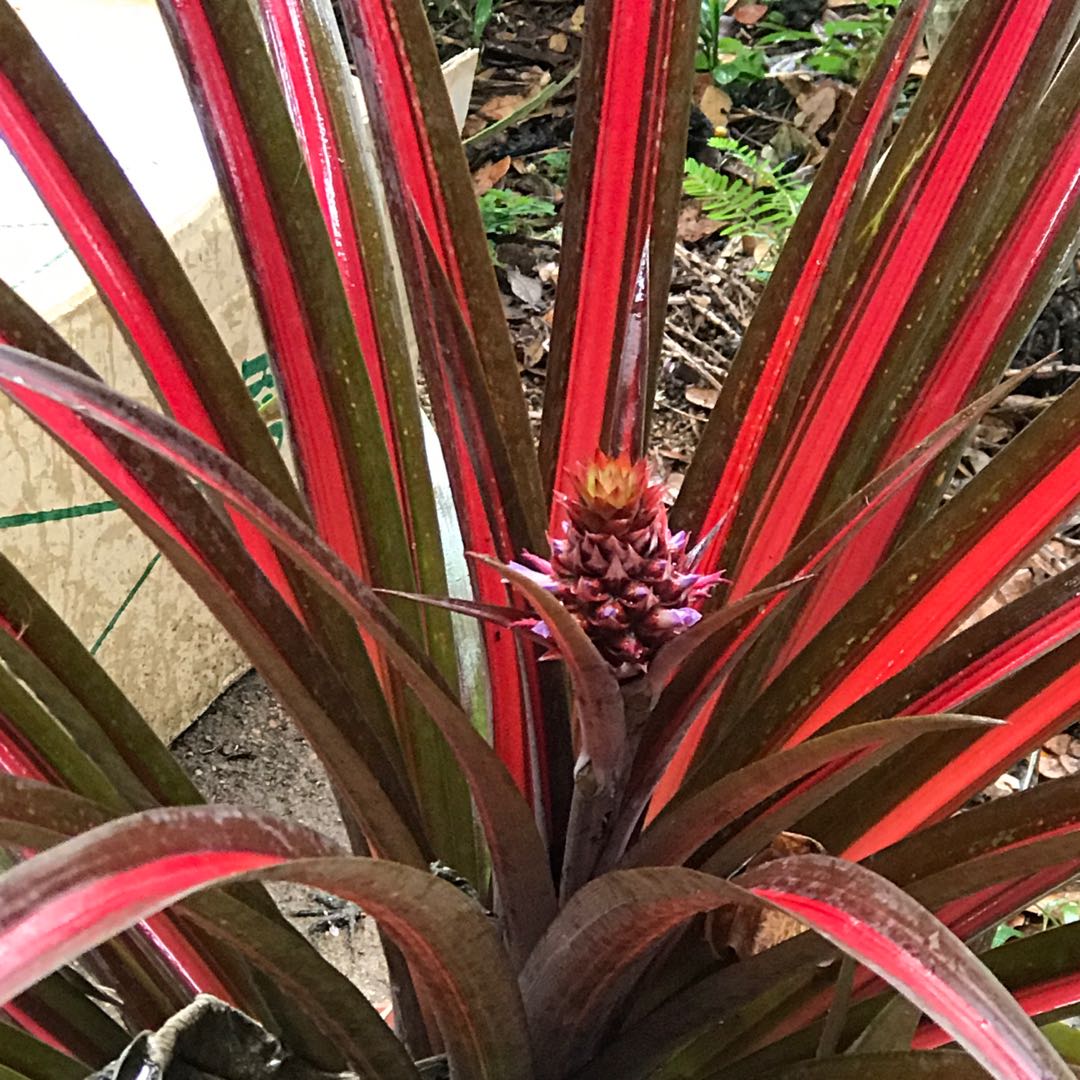 Red Pineapple Ananas Lucidus Gardening Plants On Carousell