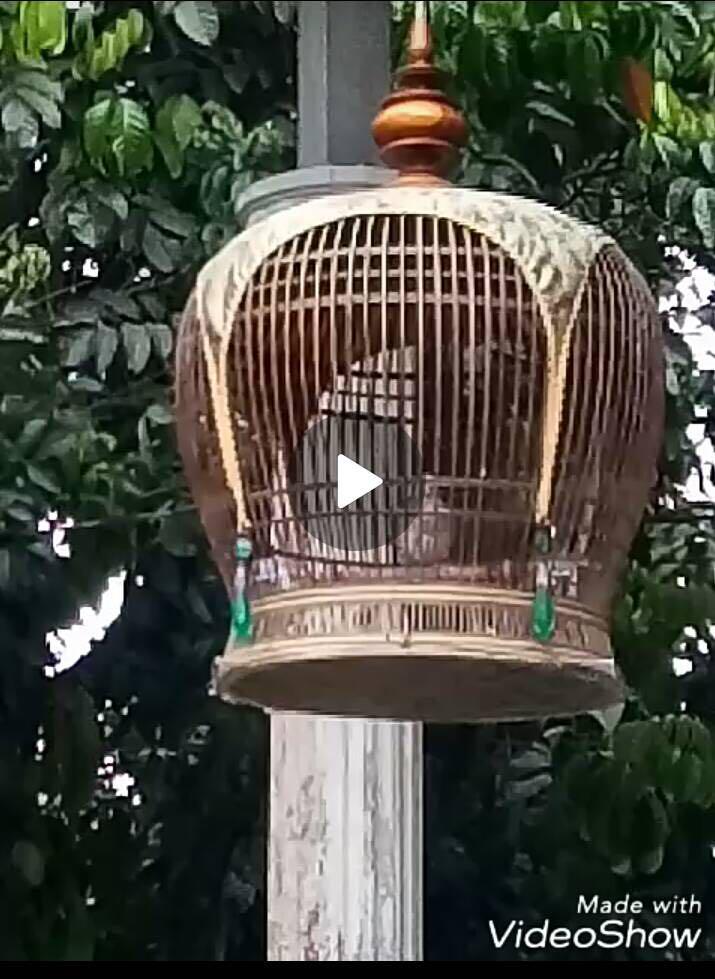 Burung Titir B Pet Supplies Pet Accessories On Carousell