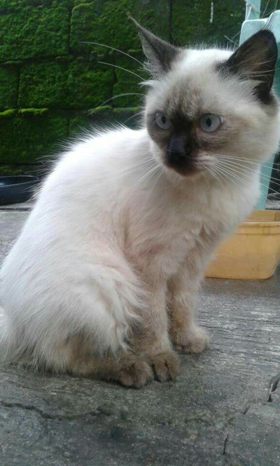 FOR SALE Siamese Cat Pure Breed, Everything Else, Others on Carousell
