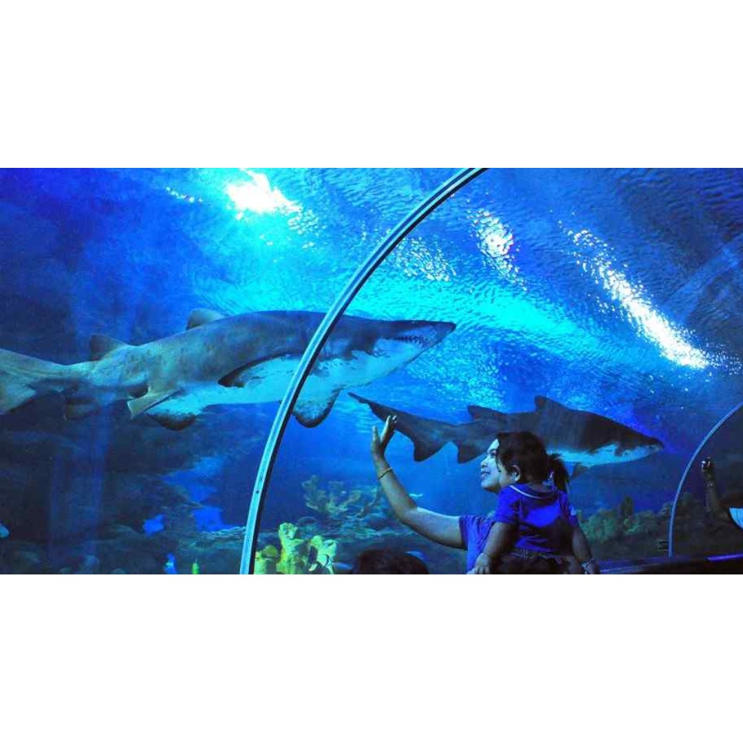 Langkawi Underwater World Admission Ticket Tickets Vouchers Attractions Tickets On Carousell