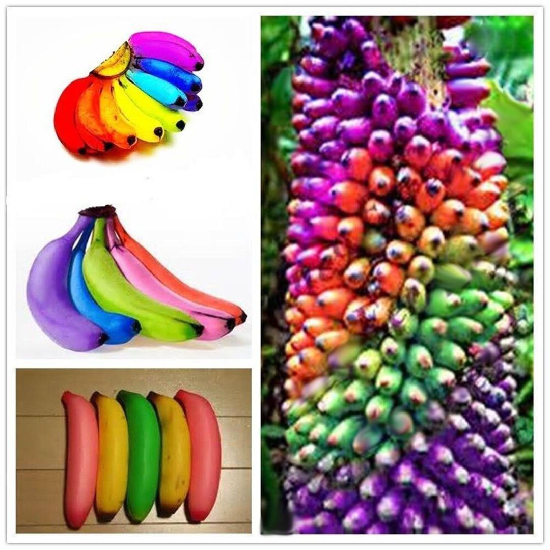 100pcs Rainbow Banana Seeds Bonsai Fruit Plants Tree Seeds Home Garden Decor Furniture Home Living Gardening Plants Seeds On Carousell