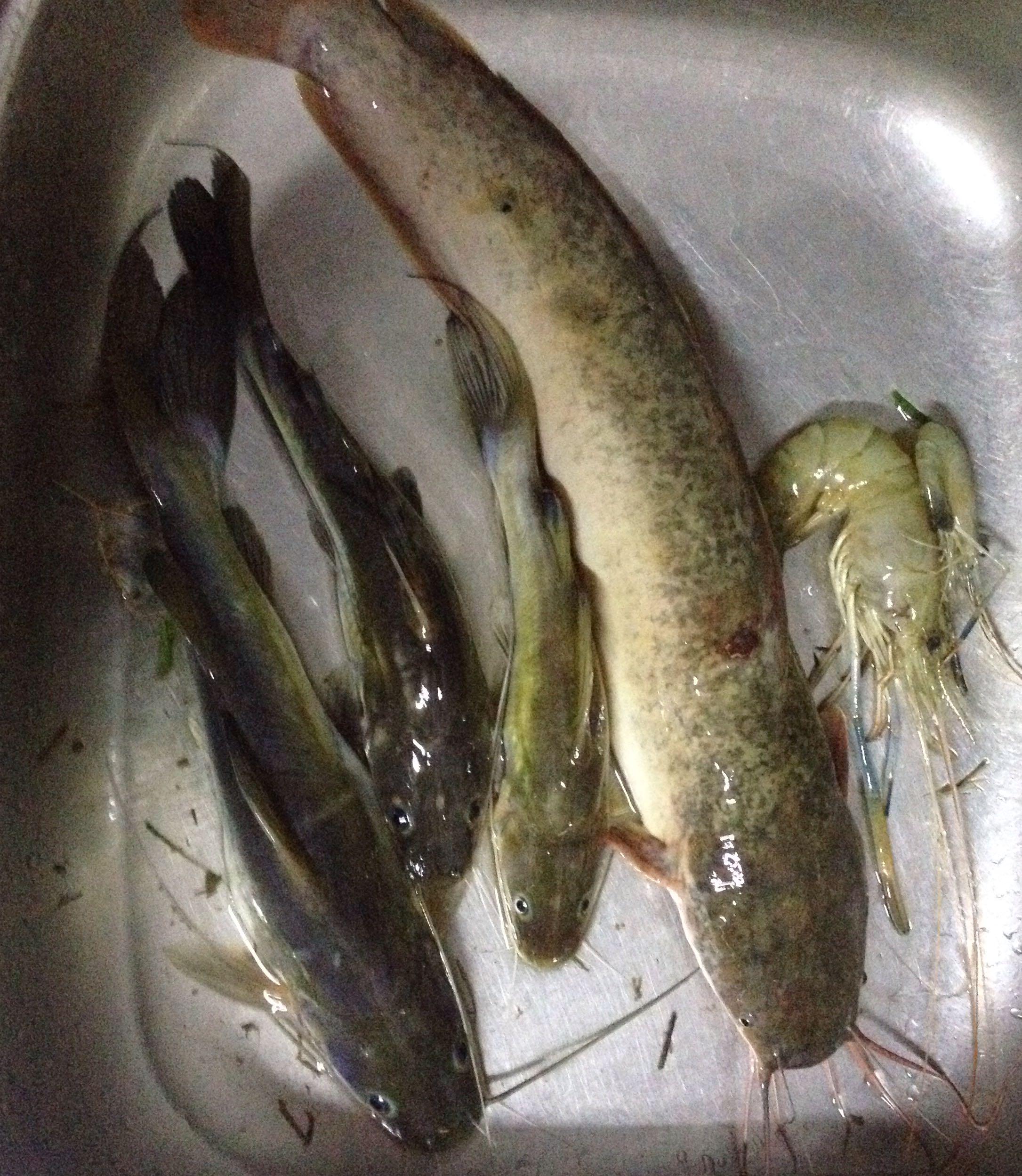 IKAN SUNGAI BAUNG,KELI,UDANG GALAH, Looking For on Carousell