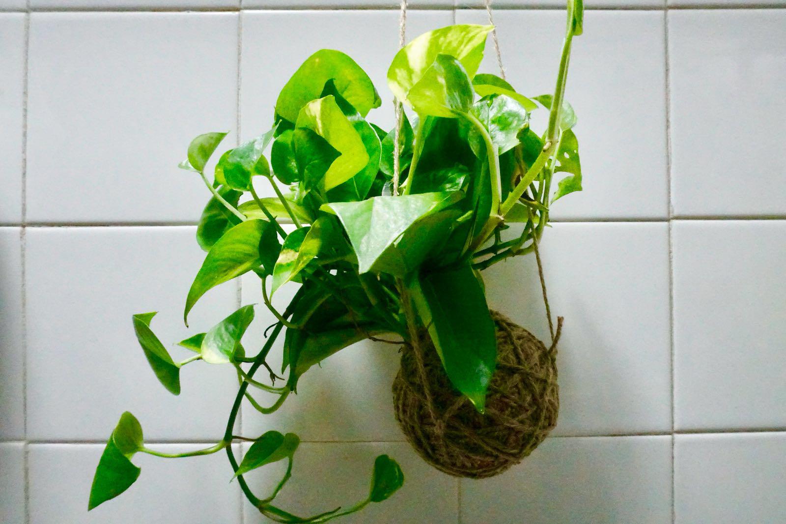 japanese money plant