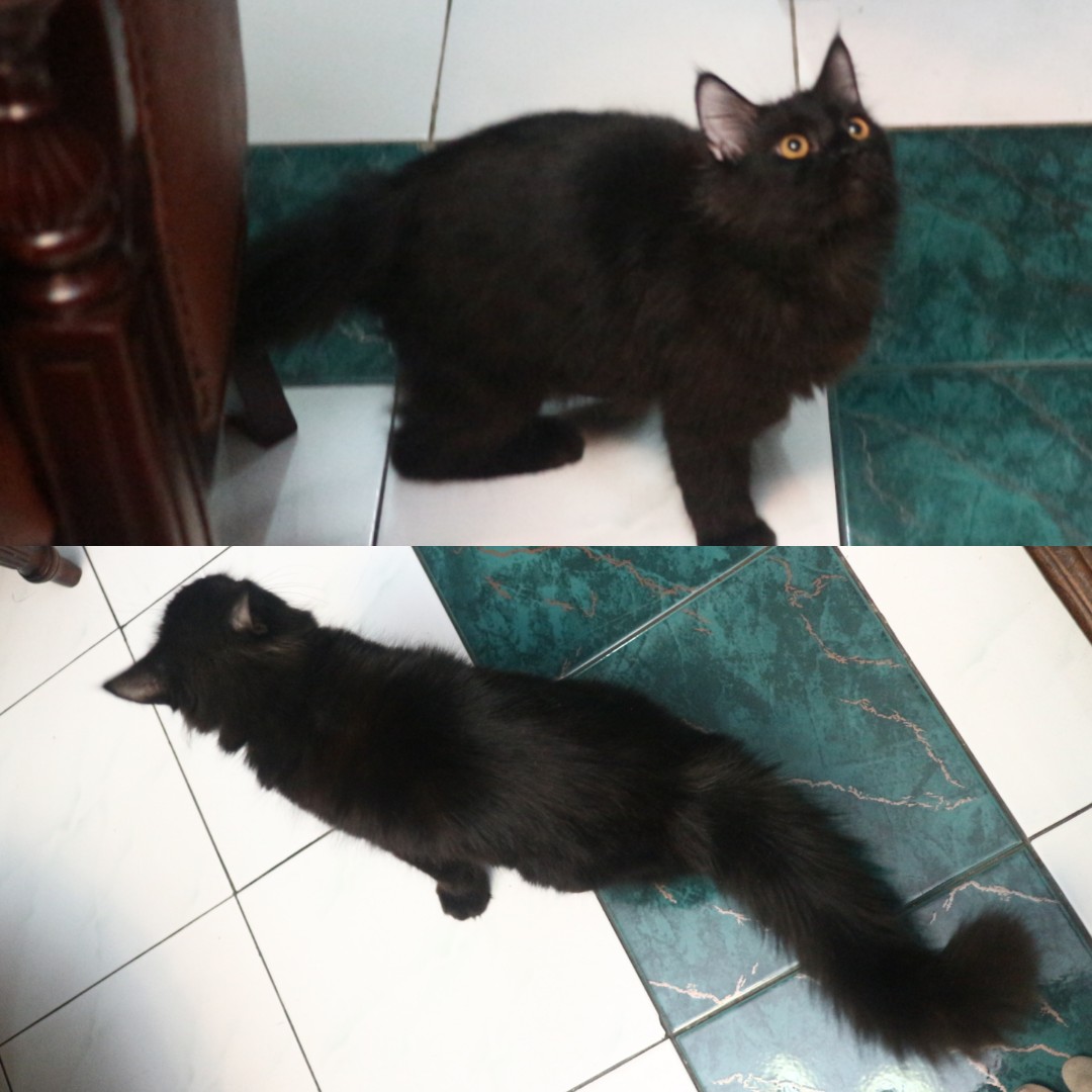 Kucing Persia Long Hair Barang Yang Dicari Di Carousell