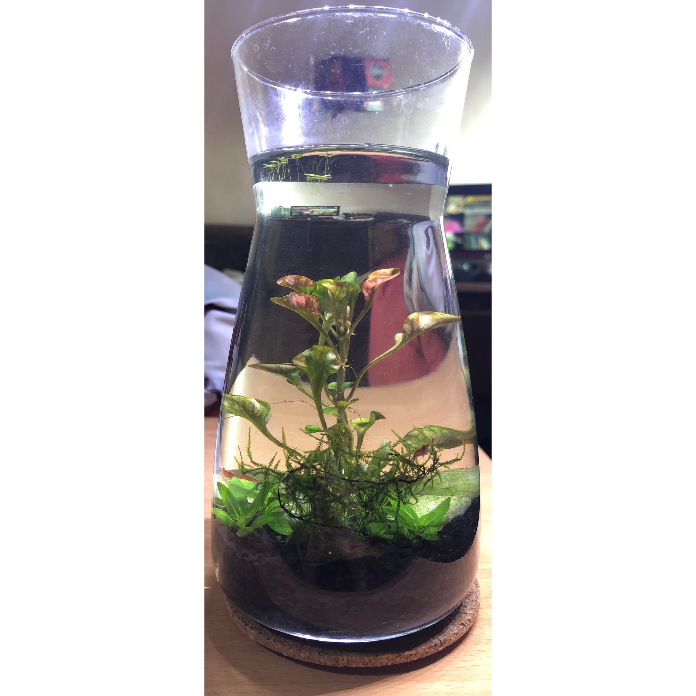 Tabletop Ecosphere (Shrimp & fish aquarium), Pet Supplies, Homes ... - Tabletop Ecosphere Shrimp  Fish Aquarium 1533697694 046003a7