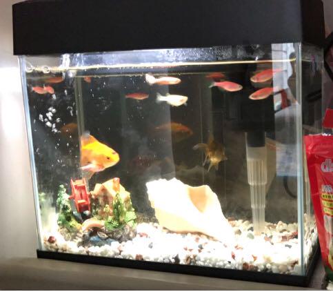 AA 魚缸8L 11x6吋, 寵物用品, 寵物家品及其他- Carousell