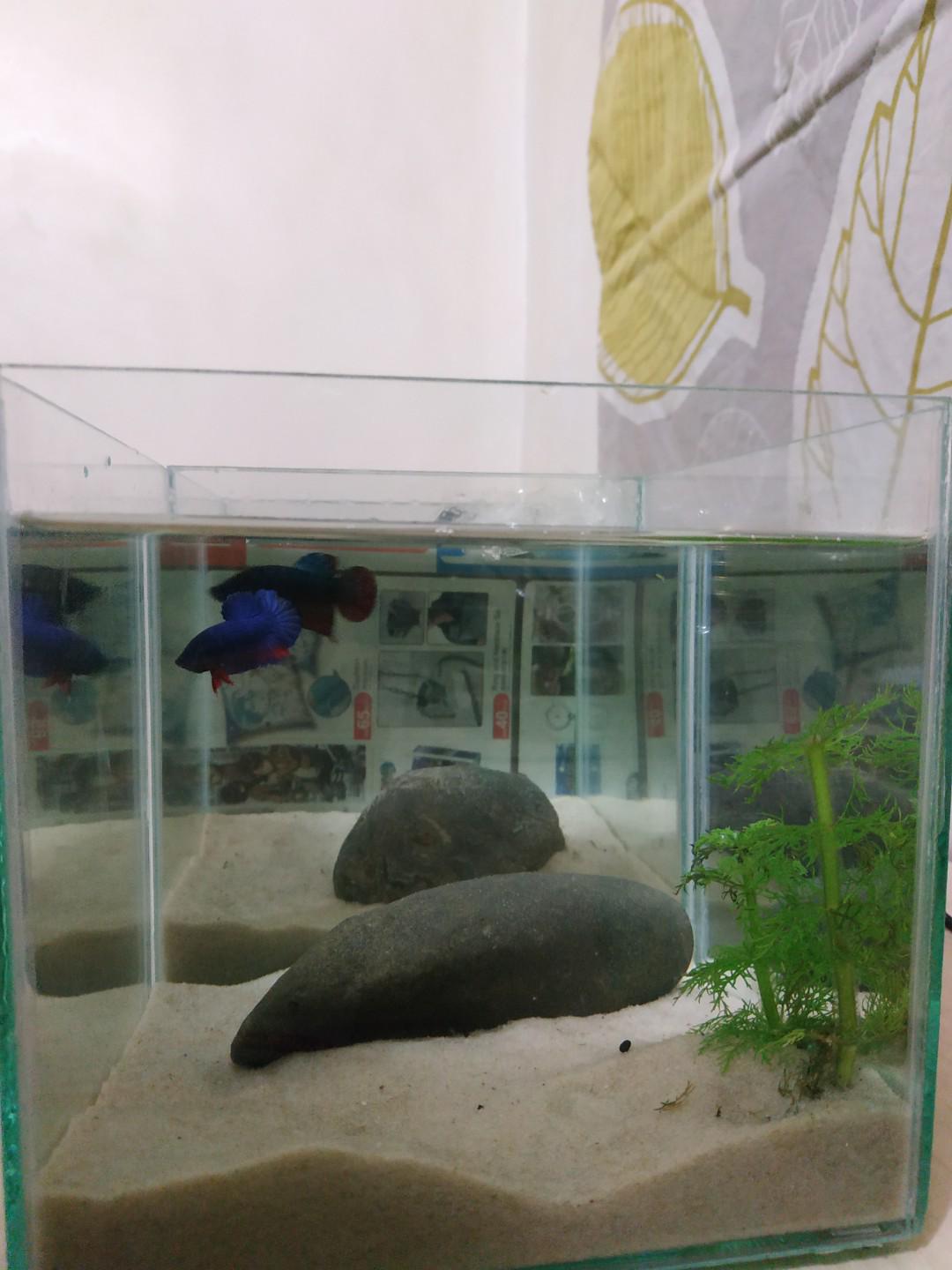 Aquarium Tank New Diy Betta Pet Supplies Pet Accessories On