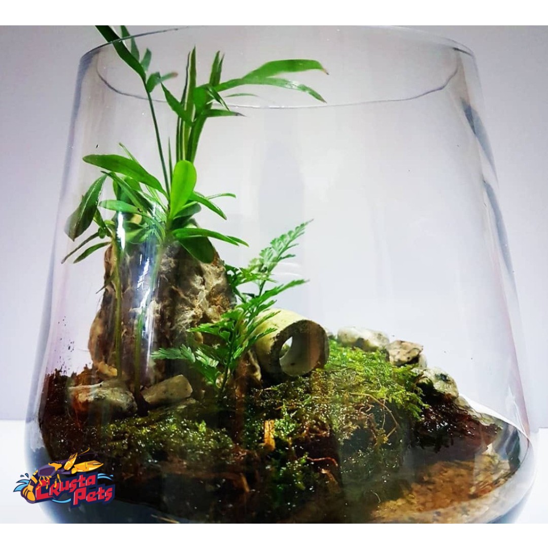 Office Or Home Mini Paludarium Pet Supplies For Fish Fish Tanks On Carousell