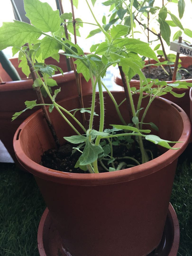 NZ Brown Tomato Plant for Sale, Furniture & Home Living, Gardening