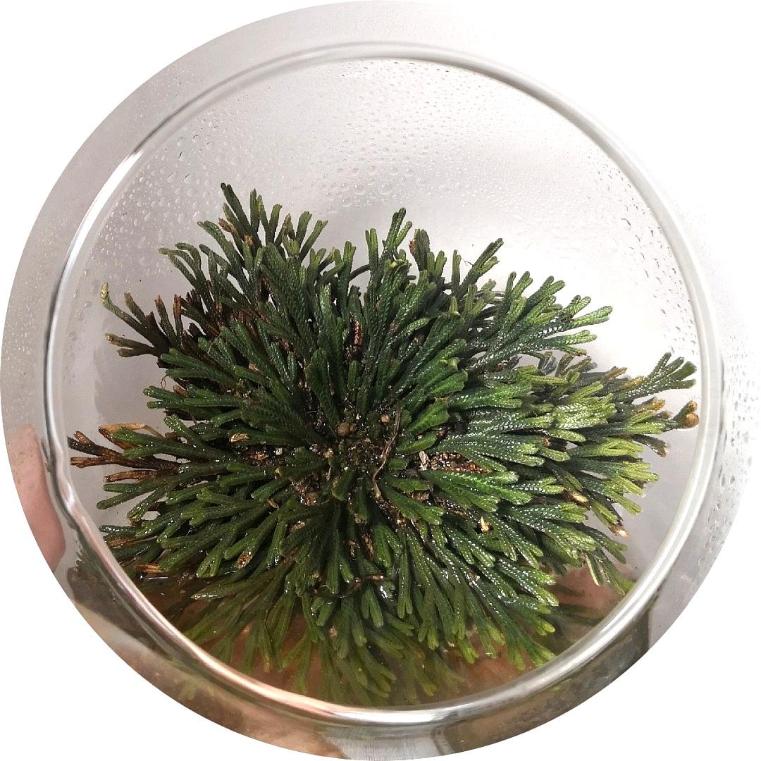 *Rare* Resurrection plant (Selaginella lepidophylla), Furniture & Home