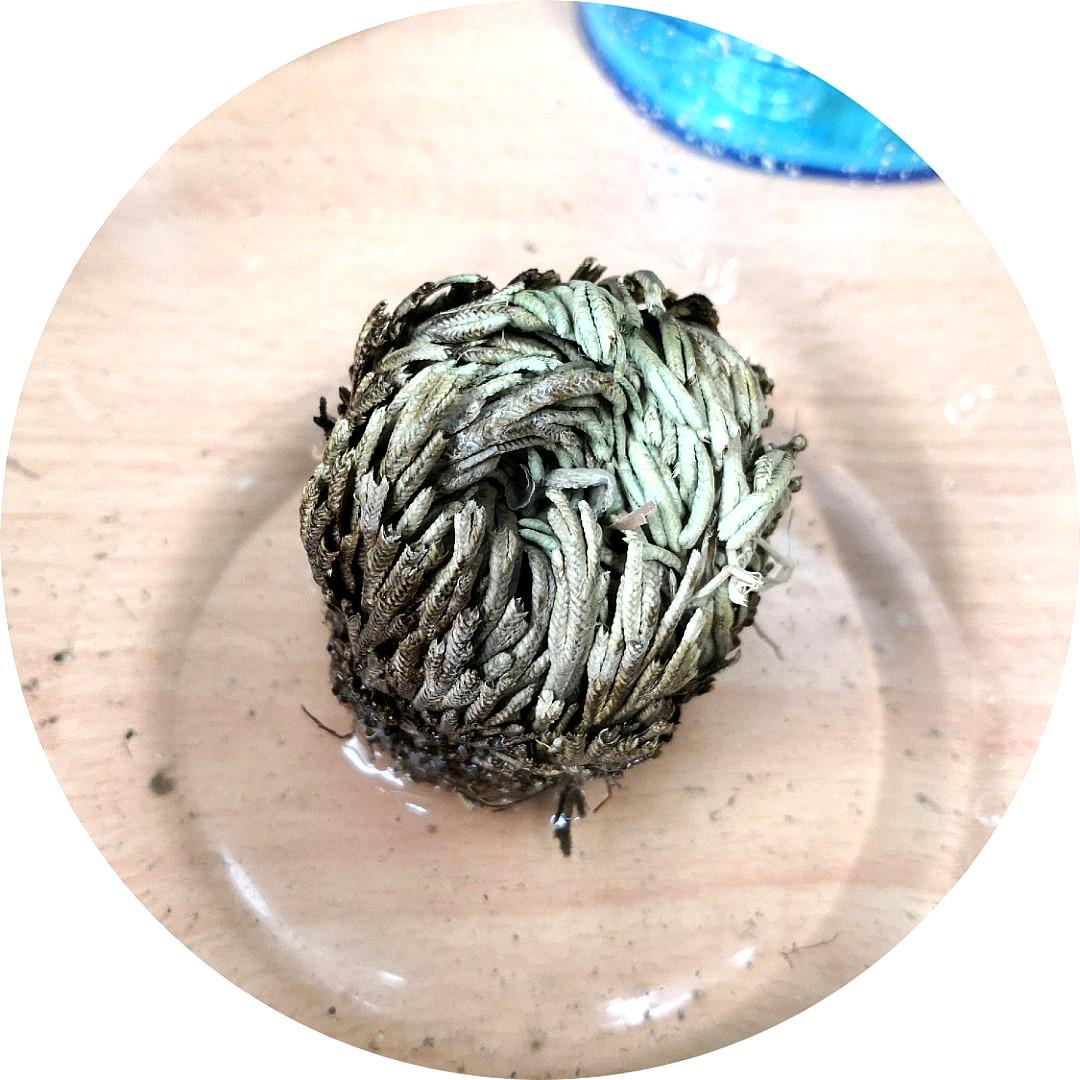 *Rare* Resurrection plant (Selaginella lepidophylla), Furniture & Home