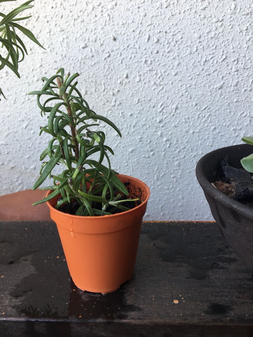 Rosemary Plant for Sale, Furniture & Home Living, Gardening, Plants