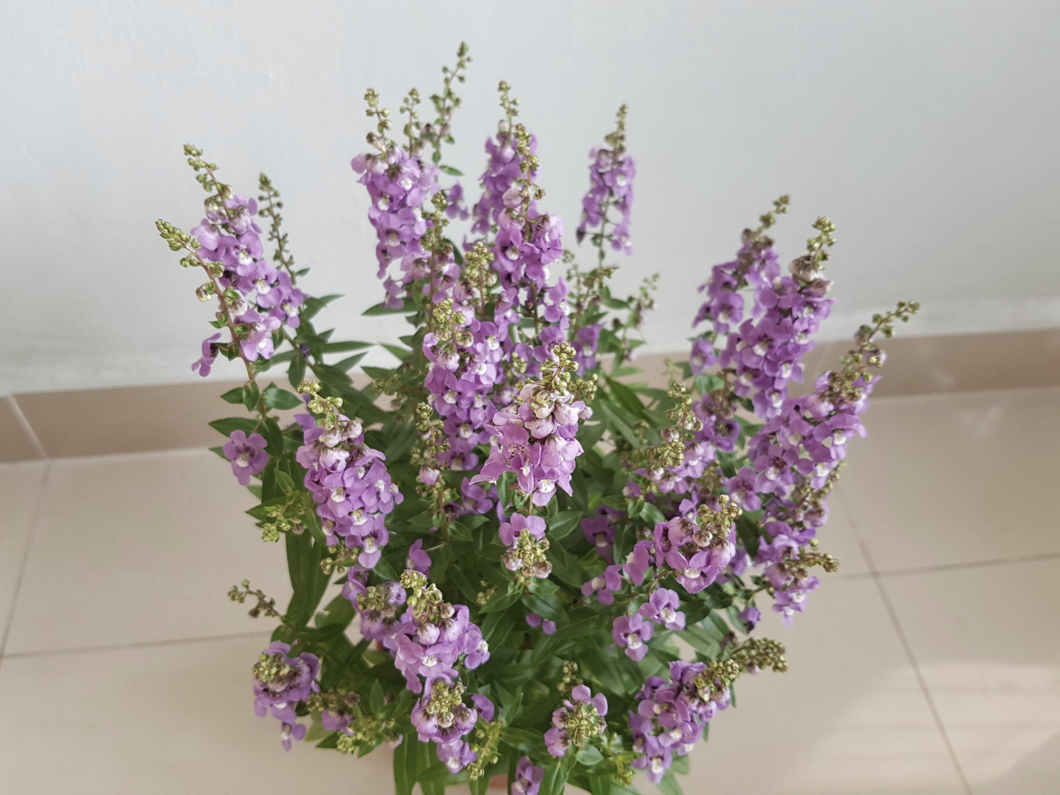 Angelonia Plant Furniture Home Living Gardening Plants Seeds On Carousell
