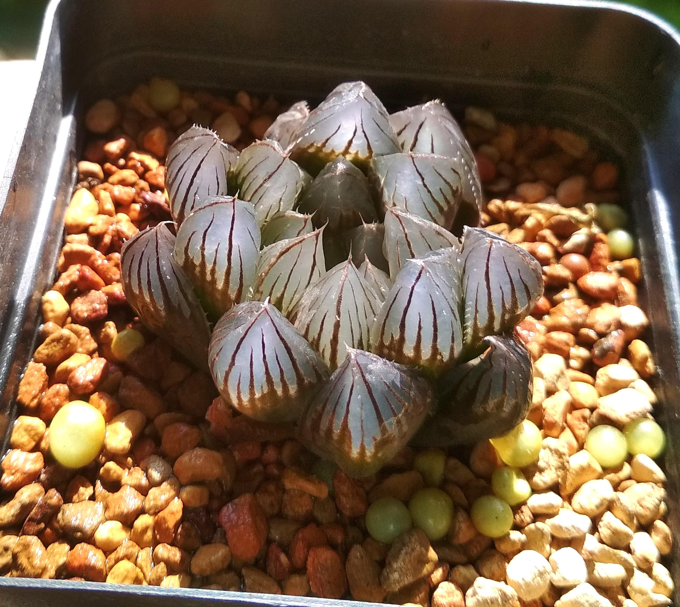 pic Blue Haworthia Cooperi haworthia cooperi blue lens 4cm