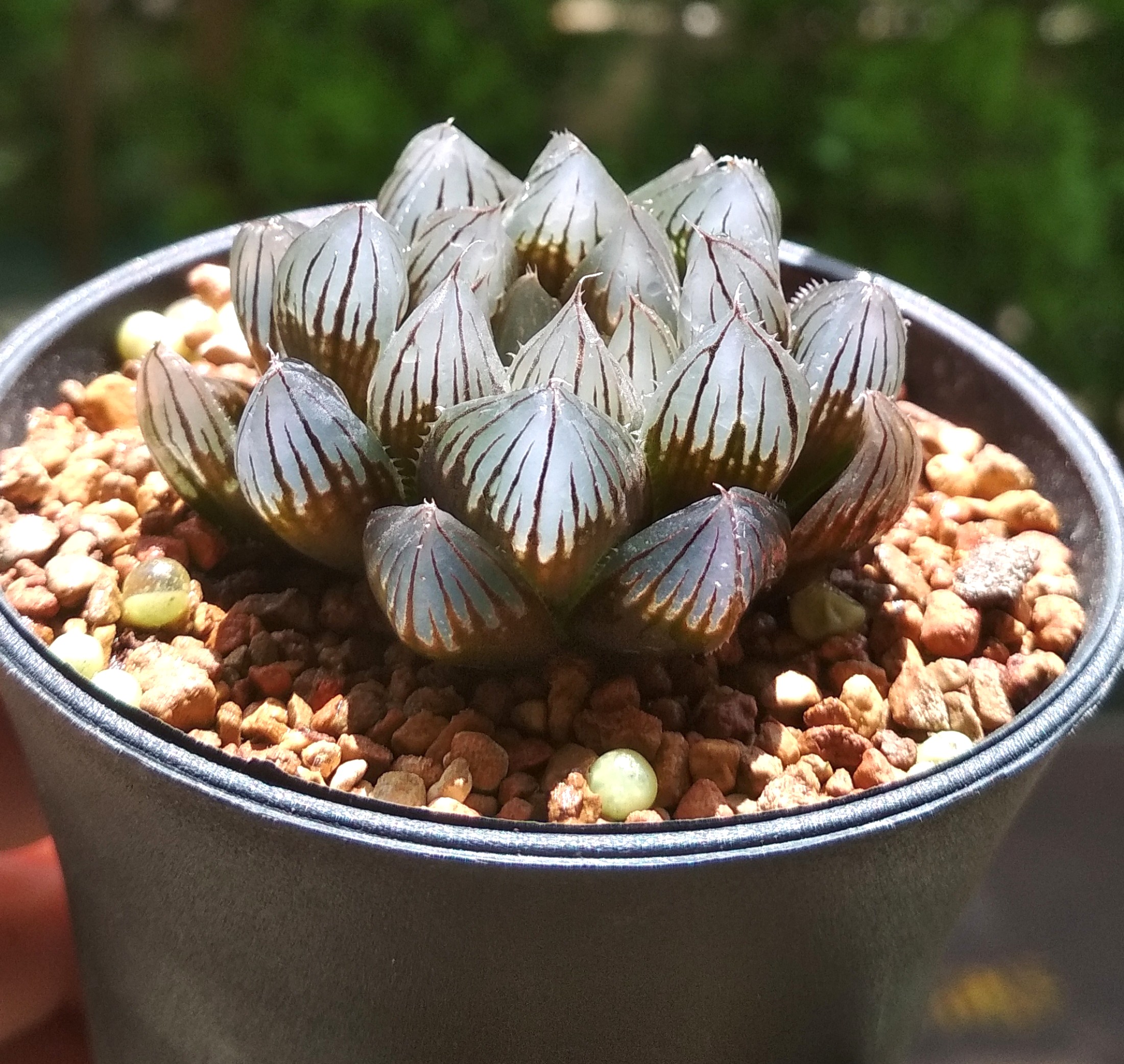 photo Blue Haworthia Cooperi haworthia cooperi blue lens 5cm