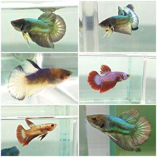 PROMO!!! Ikan Cupang Hias Murah