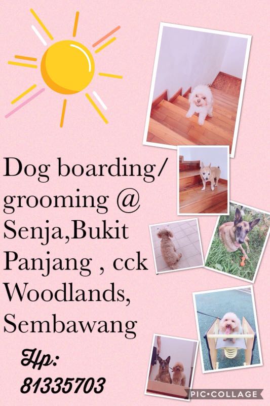 Dog boarding west pet supplies homes other pet accessories on