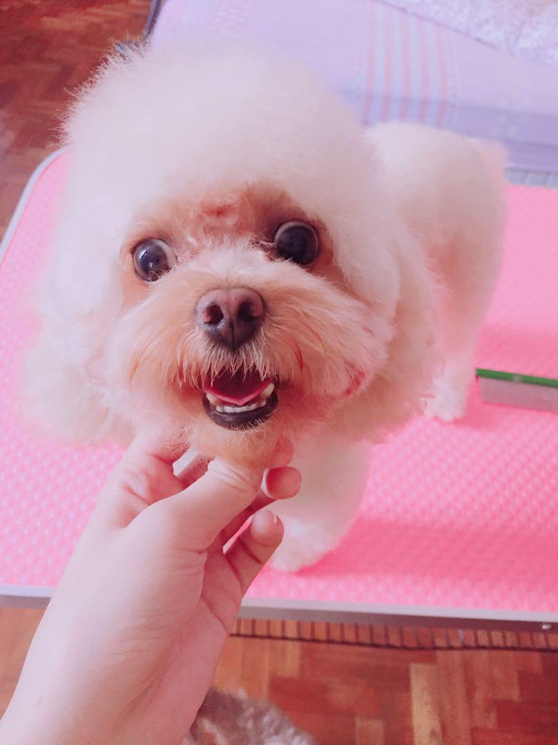 Dog boarding West, Pet Supplies, Homes & Other Pet Accessories on