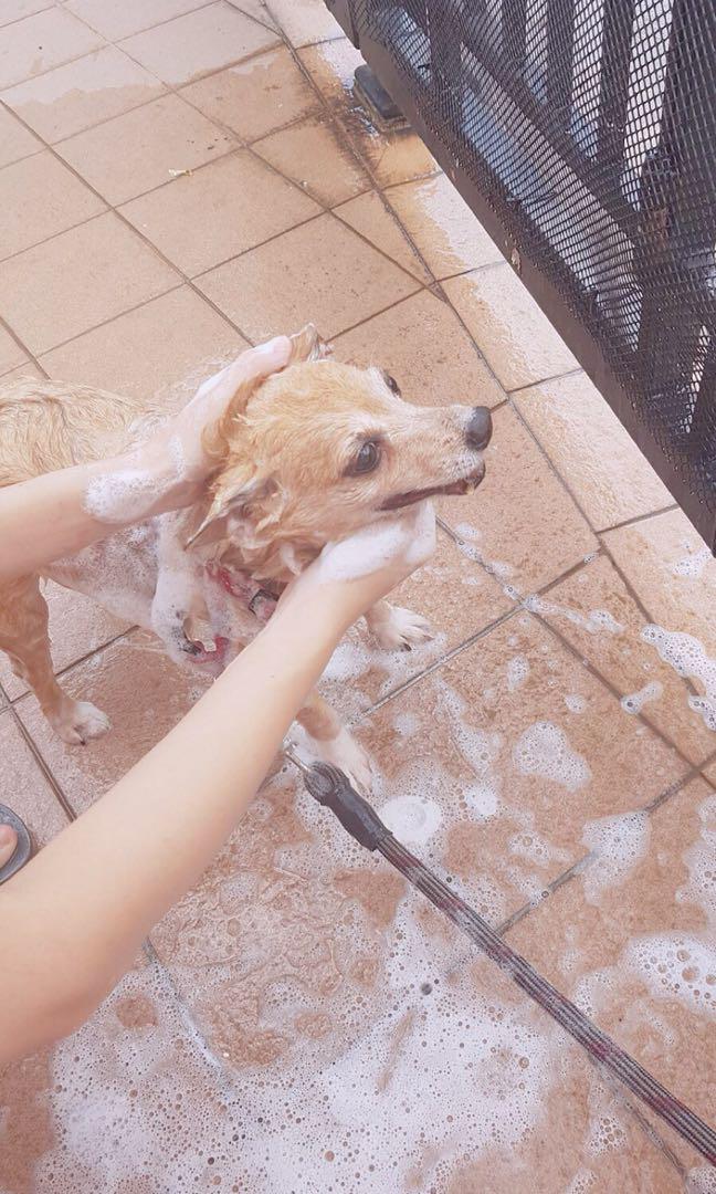 Dog boarding West, Pet Supplies, Homes & Other Pet Accessories on